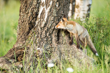 Wild European Red Fox (Vulpes vulpes) climbs a birch tree . Image taken in Slovakia, wildlife scenery.