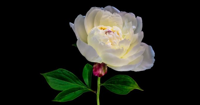 Timelapse of white peony flower blooming on black background in 4K