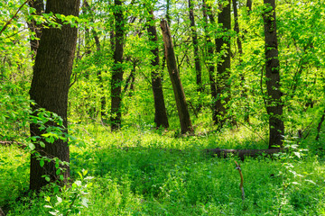 View of green forest at spring