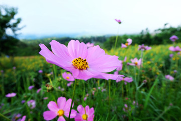 flowers on meadow