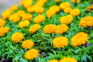 Orange marigolds grow in the flower bed