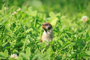 nature