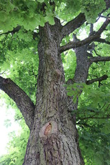 Kastanie Kastanienbaum Blick in die Krone