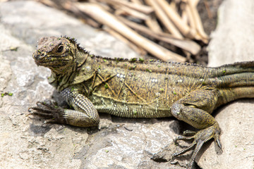 Lizard on a rock
