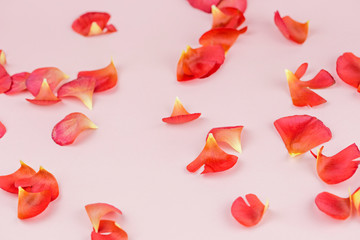 Bright red petals from flowers on a pink background. Flower background