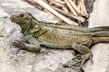 Lizard on a rock
