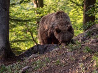 Brown bear (Ursus arctos) in summer forest by golden hour. Brown bear in evening forest by sunset.