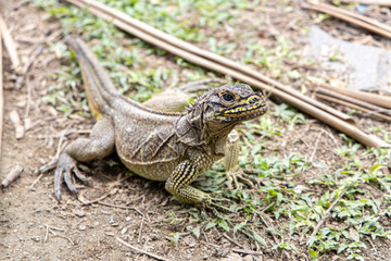 Lizard on a rock
