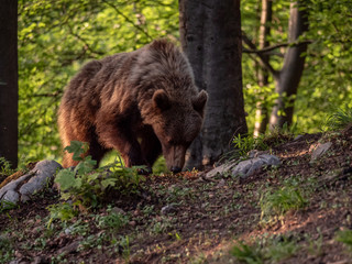 Brown bear (Ursus arctos) in summer forest by golden hour. Brown bear in evening forest by sunset.