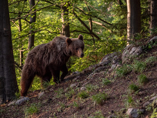 Obraz na płótnie Canvas Brown bear (Ursus arctos) in summer forest by golden hour. Brown bear in evening forest by sunset.