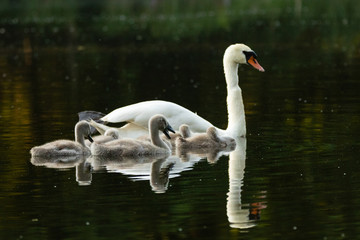 Fototapeta premium Schwan