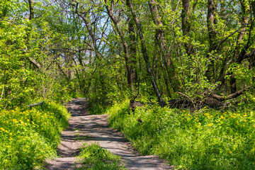 Fototapeta na wymiar Dirt road in a green forest at spring