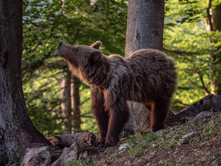 Fototapeta premium Brown bear (Ursus arctos) in summer forest by golden hour. Brown bear in evening forest by sunset.
