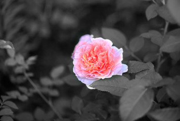 Art photo rose petals isolated on the natural blurred background. Closeup. For design, texture, background. Nature.Black and white photo.