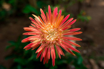 Beautiful closeup Gerbera flower for nature design