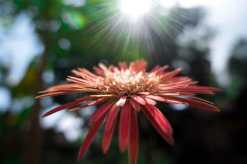 Beautiful orange Gerbera flower with sunshine 