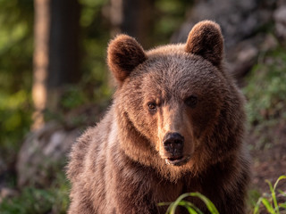 Plakat Brown bear (Ursus arctos) in summer forest by golden hour. Brown bear in evening forest by sunset.