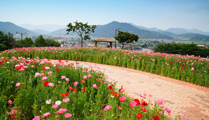 화순 남산공원의 붉은 양귀비꽃