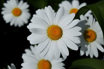 daisies on green background