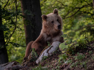 Brown bear (Ursus arctos) in summer forest by golden hour. Brown bear in evening forest by sunset.