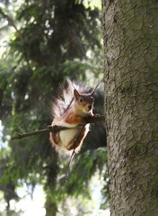 squirrel on tree