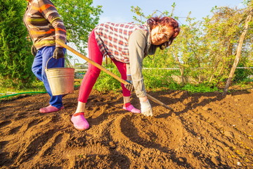 Mature women work in the garden and cook the land for planting vegetables.