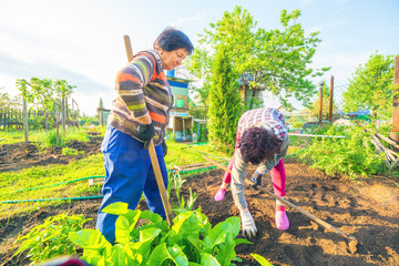 Mature women work in the garden and cook the land for planting vegetables.
