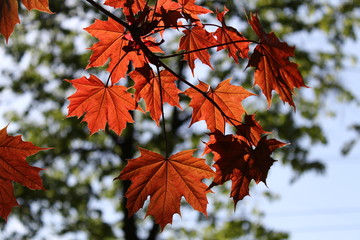 maple leaves in autumn
