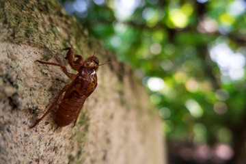 Cicada Insect metamorphosis skin with blur green leaf