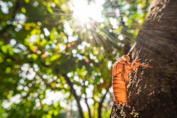 Cicada Insect metamorphosis skin with sunshine 
