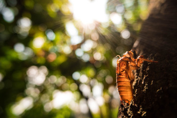 Cicada Insect metamorphosis skin with sunshine 