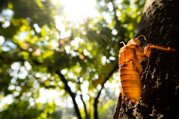 Cicada Insect metamorphosis skin with sunshine 