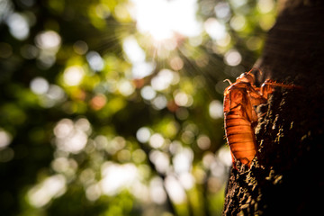 Cicada Insect metamorphosis skin with sunshine 