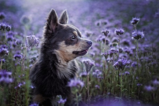 Portrait Hund im Sommer zwischen Lila Blumen in einem Feld 