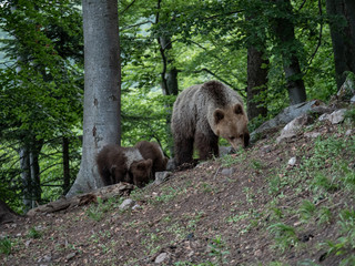 Brown bear (Ursus arctos) in summer forest by sunrise. Brown bear with young brown bear.