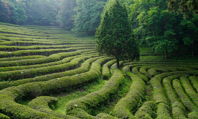 보성 대한다원의 아침 풍경