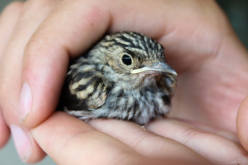 Junger Grauschnäpper bei seinem ersten Ausflug.