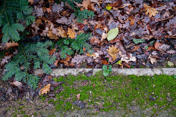 Green spruce branches over parkland ground with straight line of stone border between footpath and lawn covered with green moss and wet fall leaves. Autumn background. Natural seasonal backdrop. 