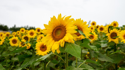 Fototapeta premium Close up of sun flower with sun flower field over cloudy blue sky and bright sun lights