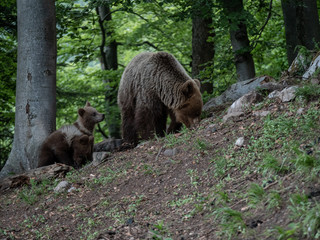 Brown bear (Ursus arctos) in summer forest by sunrise. Brown bear with young brown bear.