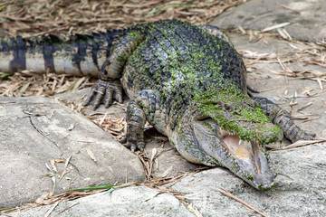 crocodile on a rock