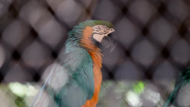 macaw birds in case zoo closeup colorful  parrots red yellow blue pretty wildlife