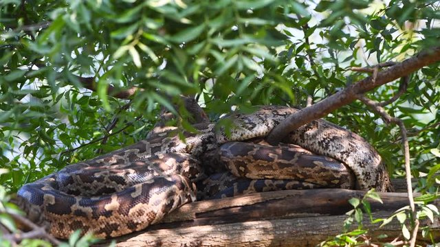 python snakes on tree green big large rounded