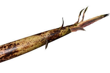 根元をポキッと収穫、やわらかい真竹のタケノコ、山菜、野菜、イメージ素材、白背景