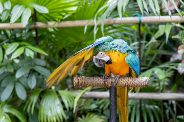 Obraz premium A parrot sitting on a tree