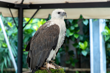 An eagle sitting on a tree