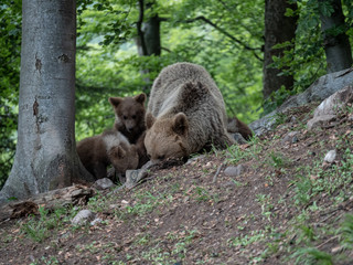 Brown bear (Ursus arctos) in summer forest by sunrise. Brown bear with young brown bear.