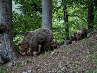 Brown bear (Ursus arctos) in summer forest by sunrise. Brown bear with young brown bear.