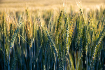 field of wheat