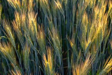 wheat background